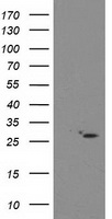 CDKN3 Antibody