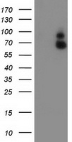 GBP1 Antibody