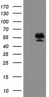 PRMT2 Antibody