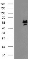 PRMT2 Antibody