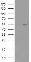 PRMT2 Antibody