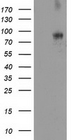 DPP10 Antibody