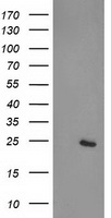 CDKN3 Antibody