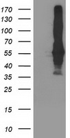 SEC14 like protein 2 Antibody
