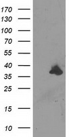 UNG Antibody