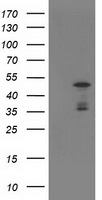 ELK3 Antibody