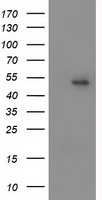 PPAR alpha Antibody