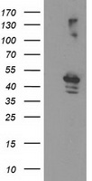 EIF2B3 Antibody