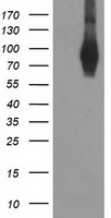 PDE4 Antibody