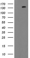 ERBB2 Antibody