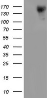 ERBB2 Antibody