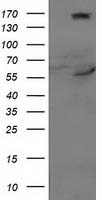 Cytochrome p450 2J2 Antibody