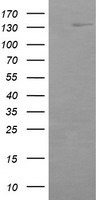 ERBB2 Antibody