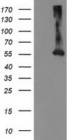 MKRN1 Antibody