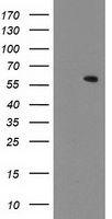 MKRN1 Antibody
