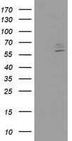 CYP2J2 Antibody