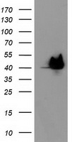HSPBP1 Antibody