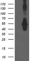 CCM2 Antibody