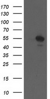 CCM2 Antibody
