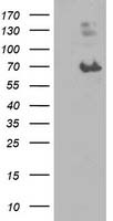 LGALS3BP Antibody