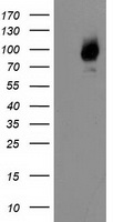 LGALS3BP Antibody