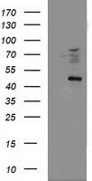FDFT1 Antibody