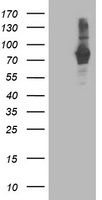 PDE4 Antibody
