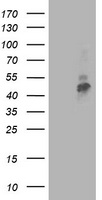 TMPRSS5 Antibody