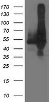 Lipoamide Dehydrogenase Antibody