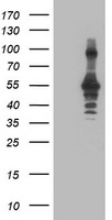 CCM2 Antibody