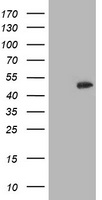 CCM2 Antibody