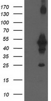 CCM2 Antibody