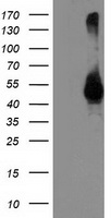 TMPRSS5 Antibody