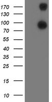 ANAPC2 Antibody