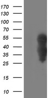TAZ Antibody