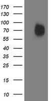 IRF6 Antibody