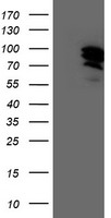TFIIF Antibody