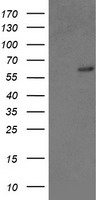 TFIIF Antibody