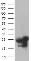 AK3L1 Antibody