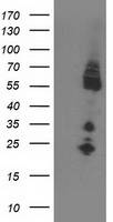 IRF6 Antibody