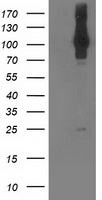 NEK9 Antibody