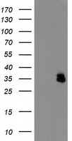 IFI35 Antibody