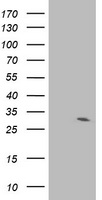 IFI35 Antibody