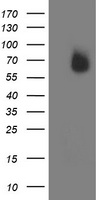 IRF6 Antibody