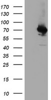 COASY Antibody