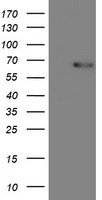 COASY Antibody