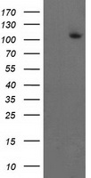 XPF Antibody