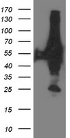 XPNPEP3 Antibody