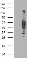 IRF6 Antibody