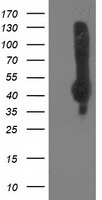 NEU2 Antibody